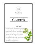 Cilantro