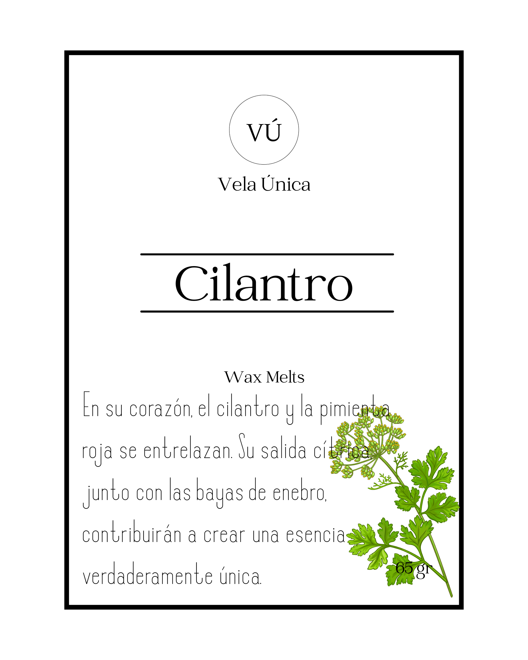 Cilantro